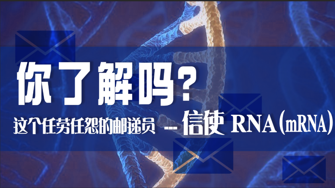 科普園地|這個任勞任怨的郵遞員——信使 RNA（mRNA），你了解嗎？
